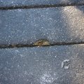 IMG_367313