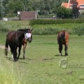 IMG_423877