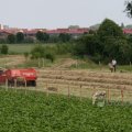 IMG_423882