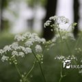 IMG_578655