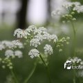 IMG_578659