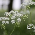 IMG_578660