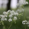 IMG_578661