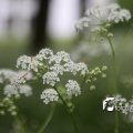 IMG_578662