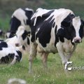 IMG_659036