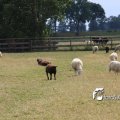 IMG_659045