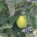 IMG_659052