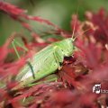 IMG_661611