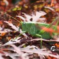 IMG_661614