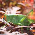IMG_661615