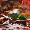 IMG_661616