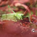 IMG_661627