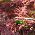 IMG_661633