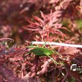 IMG_661634