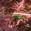 IMG_661635