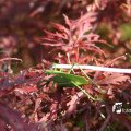 IMG_661636