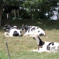 IMG_662011