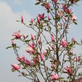 IMG_756436