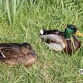IMG_756551