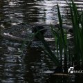 IMG_756677