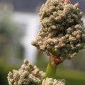 IMG_756803