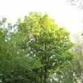 IMG_761733