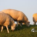IMG_831089