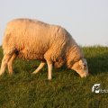 IMG_831091