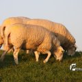 IMG_831093