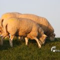 IMG_831094