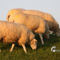 IMG_831095