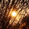 IMG_831129