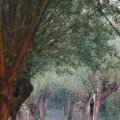 IMG_831139