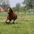 IMG_902295