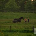 IMG_904208