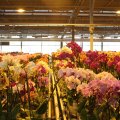 IMG_973331