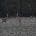IMG_974743