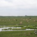 IMG_1009434