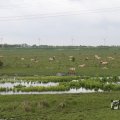 IMG_1009435