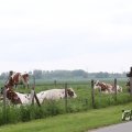 IMG_1011687