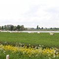 IMG_1011690