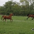 IMG_1011710