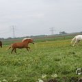 IMG_1011808