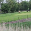 IMG_1009937