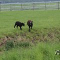 IMG_1010726