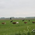 IMG_1010918