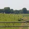 IMG_415659