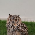 IMG_1020257