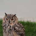 IMG_1020260