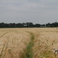 IMG_1043463
